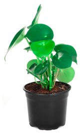 Изображение товара Живое растение Пеперомия Ванилла в горшке d 12 h 25 см, 1 шт