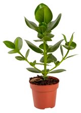 Изображение товара Живое растение Клузия Принцесс в горшке d 12 h 30 см, 1 шт