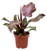 Изображение товара Живое растение лиана Филодендрон Санлайт в горшке d 12 h 25 см, 1 шт