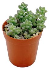 Изображение товара Седум Буррито, d 7 см