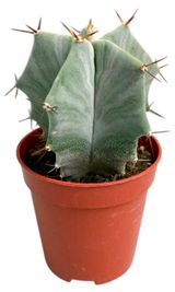 Изображение товара Живое растение Кактус Риттероцереус Пруиносус в горшке d 5,5 h 15 см, 1 шт