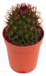 Изображение товара Живое растение Кактус Маммиллярия Спиноссима в горшке d 5,5 h 10 см, 1 шт