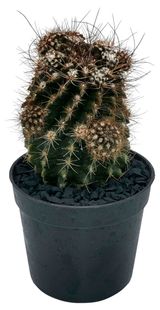 Изображение товара Живое растение Кактус Неопортерия в ассортименте в горшке d 5,5 h 12 см, 1 шт