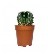 Изображение товара Живое растение Кактус Эхинопсис Эриэса в горшке d 5,5 h 10 см, 1 шт
