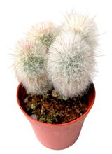 Изображение товара Живое растение Кактус Аустроцефалоцереус Дыбовского в горшке d 10,5 h 15 см, 1 шт