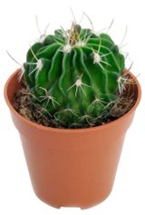 Изображение товара Живое растение Кактус Эхинофоссулокактус Мультикоста в горшке d 8,5 h 16 см, 1 шт