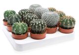 Изображение товара Живое растение Кактус шар микс в ассортименте в горшке, d 5,5 h 8 см, 1 шт