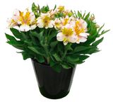 Изображение товара Живое растение Альстромерия в кашпо d 20 h 36 см, 1 шт