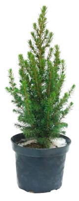 Изображение товара Саженцы хвойных деревьев Ель Глаука Коника в горшке, d 15 h 45 см