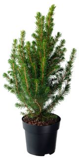 Изображение товара Саженцы хвойных деревьев Ель Глаука Коника в горшке, d 9 h 30 см