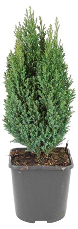 Изображение товара Саженцы хвойных деревьев Кипарисовик Лавсона Элвуди в горшке, d 9 h 35 см