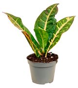 Изображение товара Живое растение Кодиеум Петра в горшке d 12 см, 1 шт