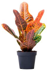 Изображение товара Живое растение Кодиеум Экселент в горшке d 12 см, 1 шт