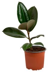 Изображение товара Живое растение Фикус Эластика Абиджан в горшке d 12 см, 1 шт
