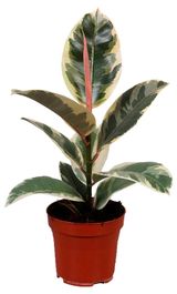 Изображение товара Живое растение Фикус Эластика Тинеке в горшке d 12 см, 1 шт