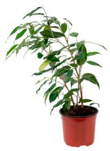 Изображение товара Живое растение Фикус Бенджамина Экзотика в горшке d 12 см, 1 шт