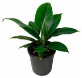 Изображение товара Живое растение Филодендрон Империал Грин в горшке d 12 см, 1 шт