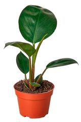 Изображение товара Живое растение Филодендрон Роджо Конго в горшке d 12 см, 1 шт