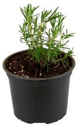 Изображение товара Рассада пряных трав Розмарин ароматная зелень в горшке, d 10 см