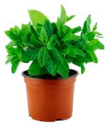 Изображение товара Рассада пряных трав Мята ароматная зелень в горшке, d 10 см