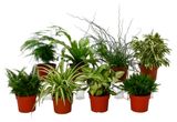 Изображение товара Живое растение Плант-микс в ассортименте в горшке d 8 см, 1 шт