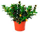 Изображение товара Живое растение Нематантус в кашпо d 15, 1 шт