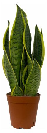 Изображение товара Живое растение Сансевиерия в горшке d 19 см, 1 шт