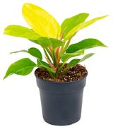 Изображение товара Живое растение Филодендрон Империал Голден в горшке d 12 см, 1 шт