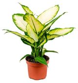 Изображение товара Живое растение Диффенбахия Камилла в горшке d 12 см, 1 шт