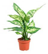 Изображение товара Живое растение Диффенбахия Марс в горшке d 12 см, 1 шт
