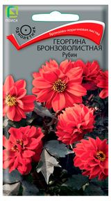 Изображение товара Семена «Поиск» Георгина Бронзоволистная Рубин, 10 шт