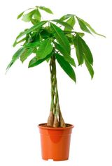 Изображение товара Живое растение пальма Пахира зеленая дерево в горшке d 19 см, 1 шт