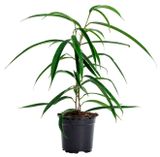 Изображение товара Живое растение Фикус Биннедика Али в горшке d 12 см, 1 шт