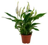 Изображение товара Живое растение Спатифиллум Шопен бело-зеленый в горшке d 9 h 30 см, 1 шт
