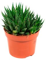 Изображение товара Живое растение суккулент Алоэ Аристата в горшке d 8,5 h 12 см, 1 шт