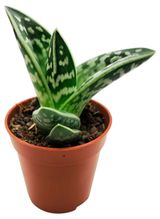 Изображение товара Живое растение суккулент Алоэ Вариегата в горшке d 8,5 h 12 см, 1 шт