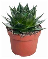 Изображение товара Живое растение суккулент Алоэ Космо в горшке d 8 h 15 см, 1 шт