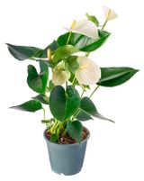 Изображение товара Живое растение Антуриум белый в горшке d 9 h 25 см, 1 шт