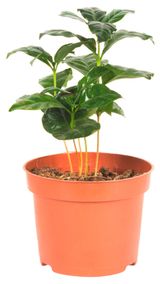 Изображение товара Живое растение Кофе Арабика зеленый в горшке d 6,5 h 17 см, 1 шт