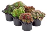 Изображение товара Живое растение суккулент Молодило (Семпервивум) микс в ассортименте в горшке d 8,5 h 10 см, 1 шт