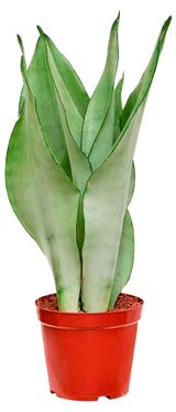 Изображение товара Живое растение Сансевиерия Муншайн в горшке d 12 h 40 см, 1 шт