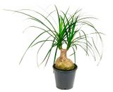 Изображение товара Живое растение Нолина (Бокарнея) зеленая дерево в горшке d 6 h 15 см, 1 шт