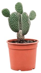 Изображение товара Живое растение Кактус Опунция Альбиспин в горшке d 8,5 h 15 см, 1 шт