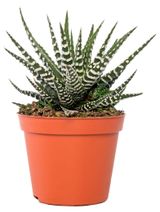 Изображение товара Живое растение суккулент Хавортия Биг Бэнд в горшке d 5,5 h 10 см, 1 шт