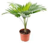 Изображение товара Живое растение пальма Ливистона Ротундифолия в горшке d 15 h 50 см, 1 шт