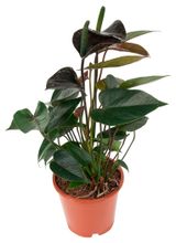 Изображение товара Живое растение Антуриум Блэк Лав в горшке d 11 h 30 см, 1 шт