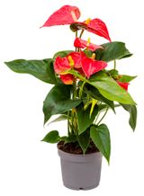Изображение товара Живое растение Антуриум красный в горшке d 12 h 40 см, 1 шт