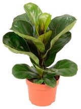 Изображение товара Живое растение лиана Фикус Лировидный в горшке d 11 h 30 см, 1 шт