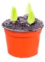 Изображение товара Живое растение Гиацинт 5 луковиц в ассортименте в горшке d 18 h 20 см, 1 шт