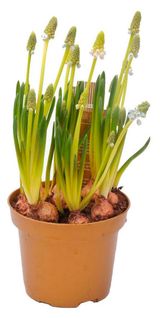 Изображение товара Живое растение Мускари 5 луковиц микc в ассортименте в горшке d 10 h 15 см, 1 шт
